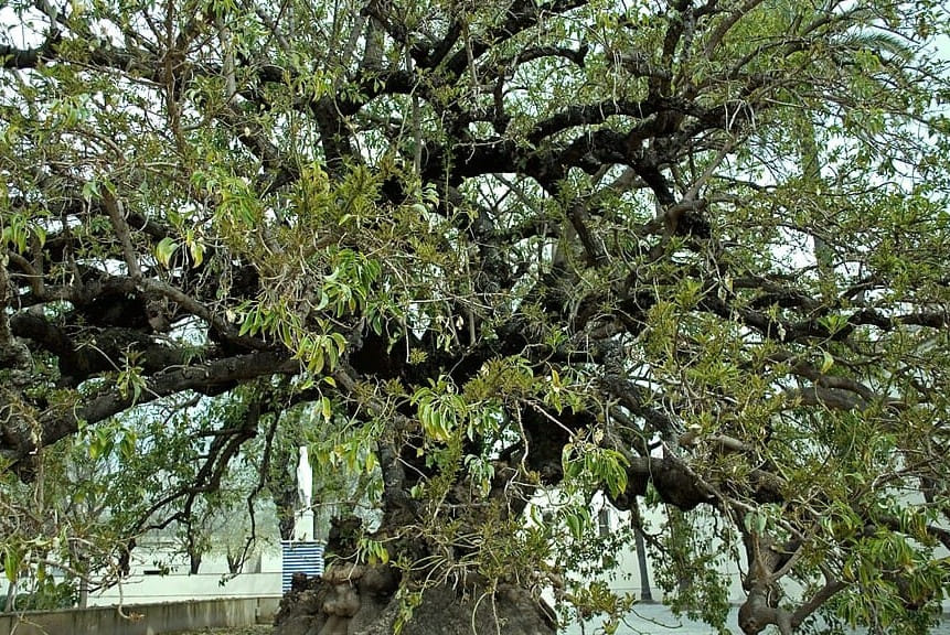 Ombú de Cristobal Colón